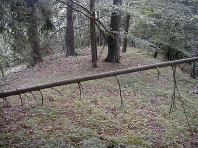 Ruine M&ouml;stling